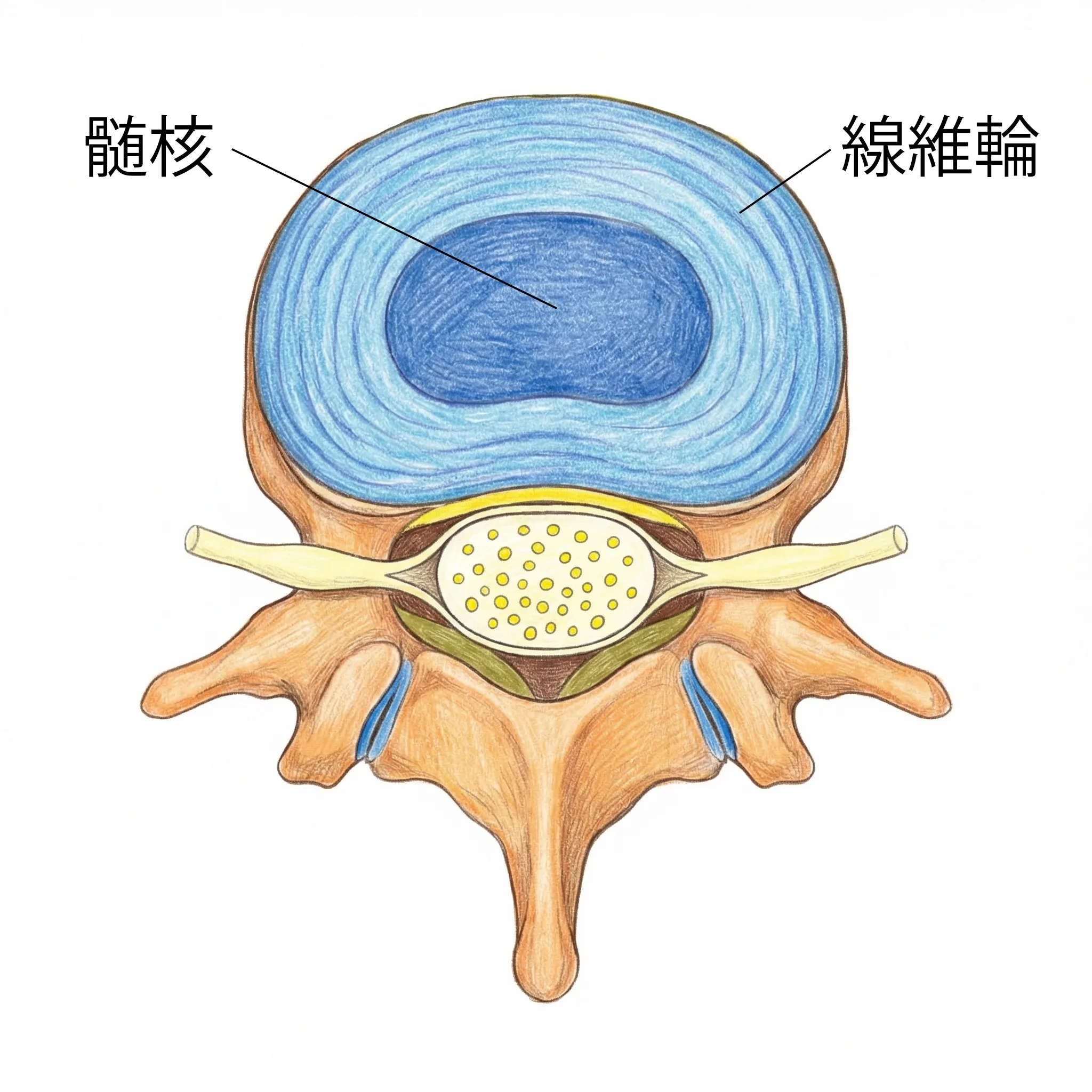 椎間板の構造：髄核と線維輪