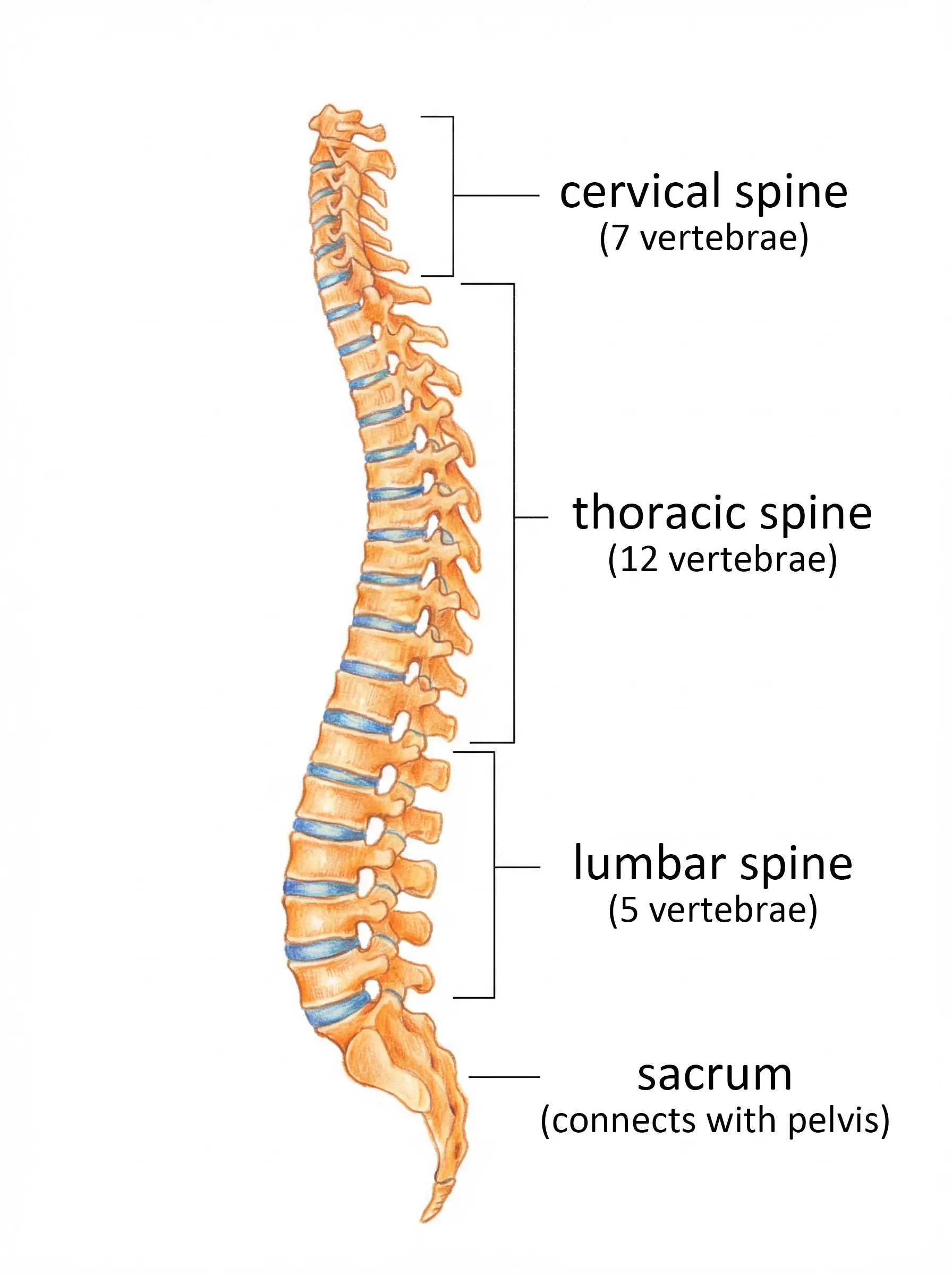 Full spine lateral view showing cervical, thoracic, lumbar, and sacral regions