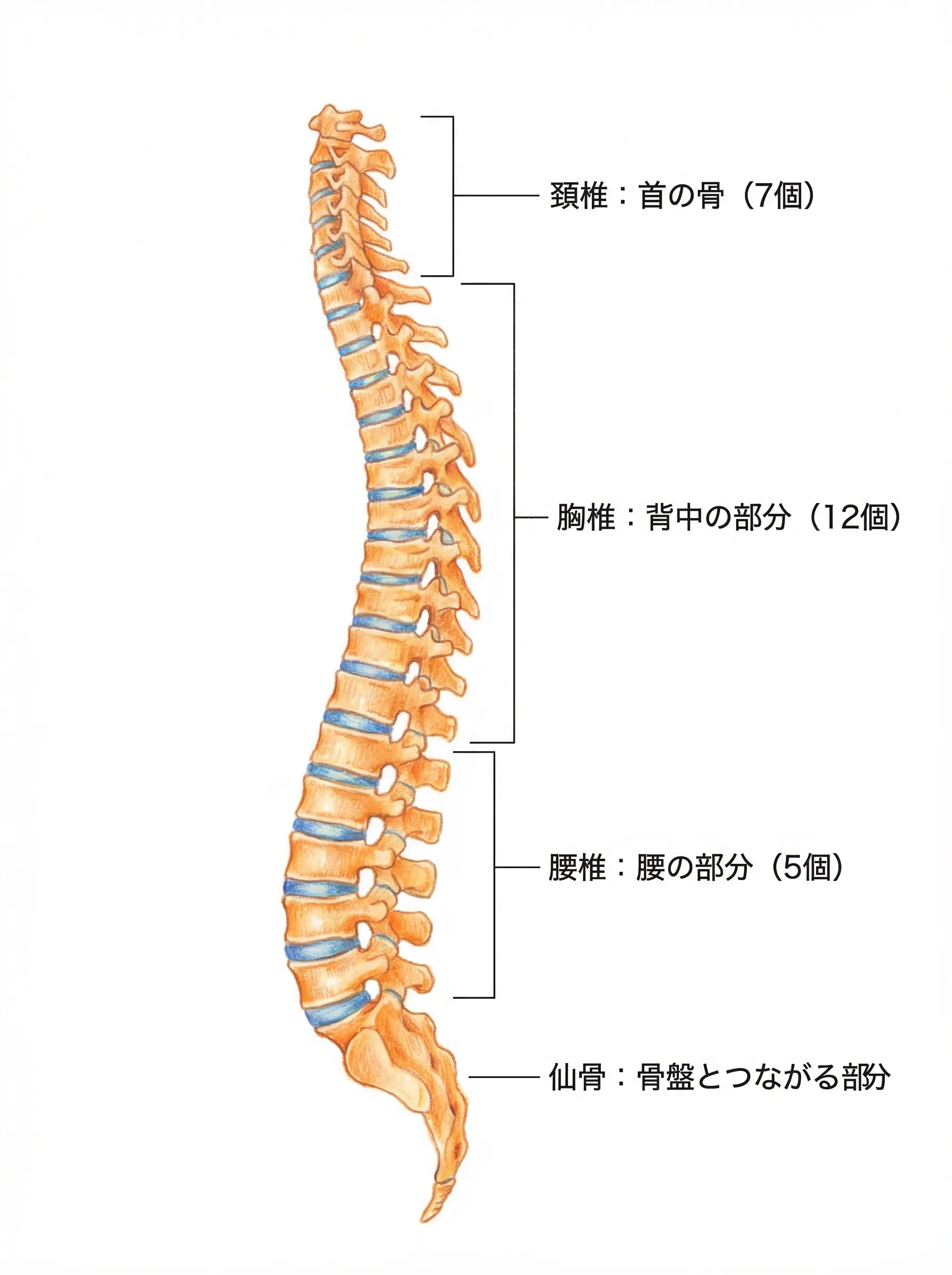 背骨の全体像:頚椎7個・胸椎12個・腰椎5個・仙骨