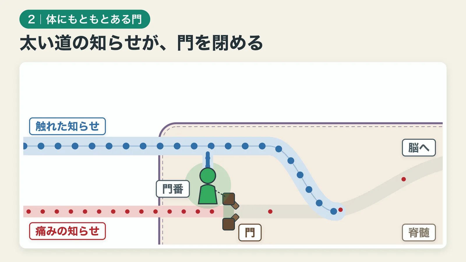 脊髄の入り口の門：太い道の「触れた」知らせが門番に届き、門が閉まって痛みの知らせが止まる
