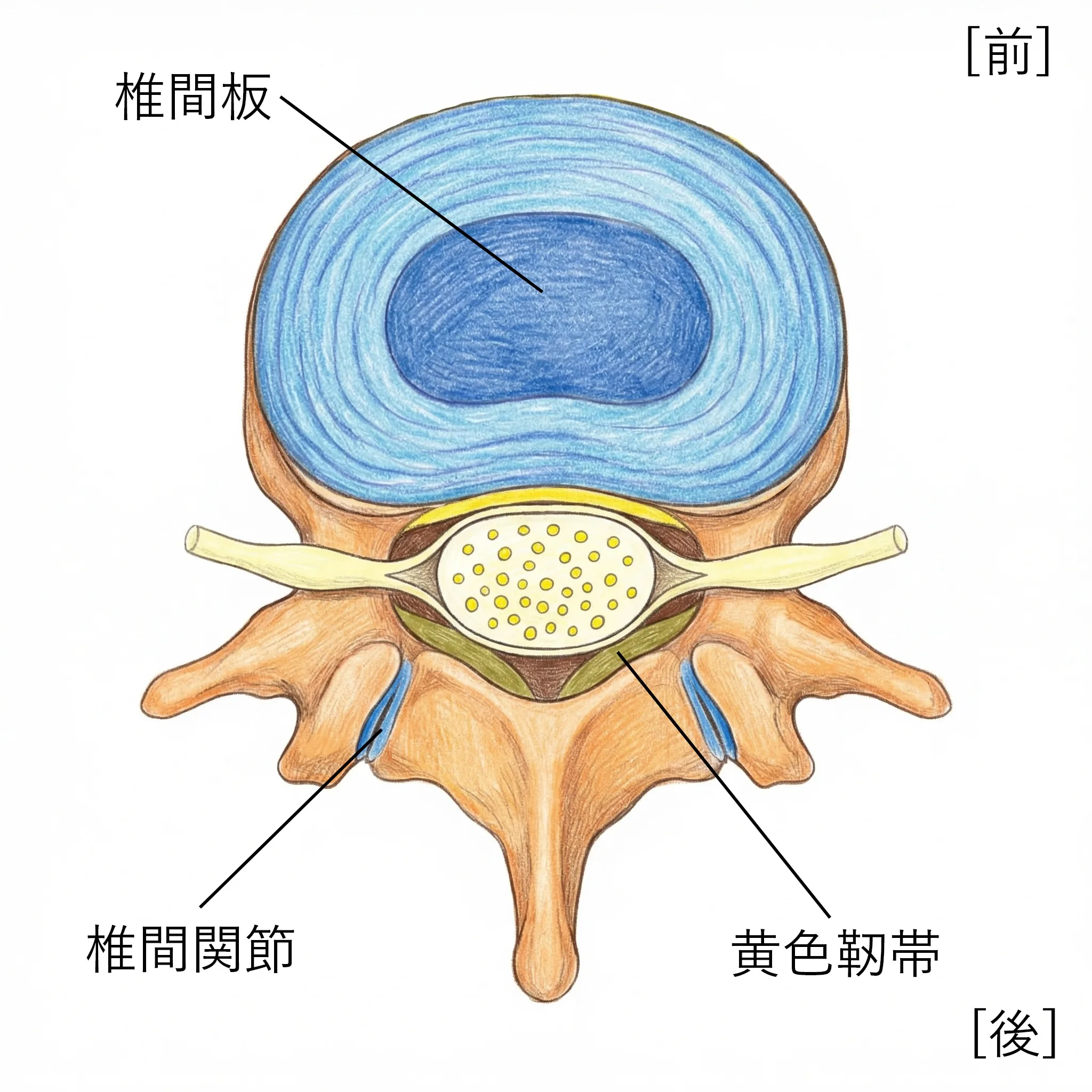 正常な脊柱管の断面
