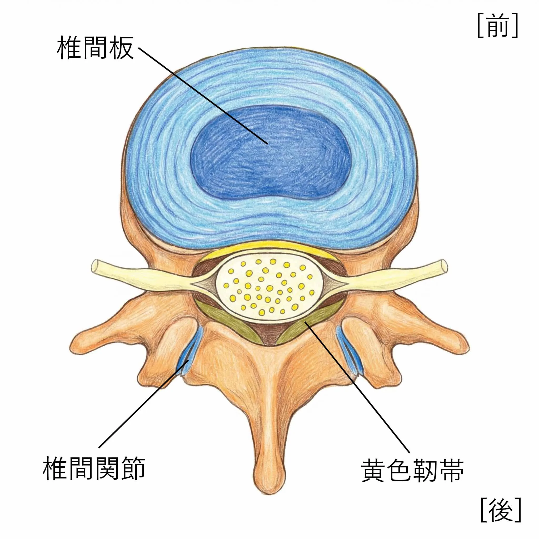 腰椎の断面図(上から見た図)：椎間板・椎間関節・黄色靭帯の位置関係