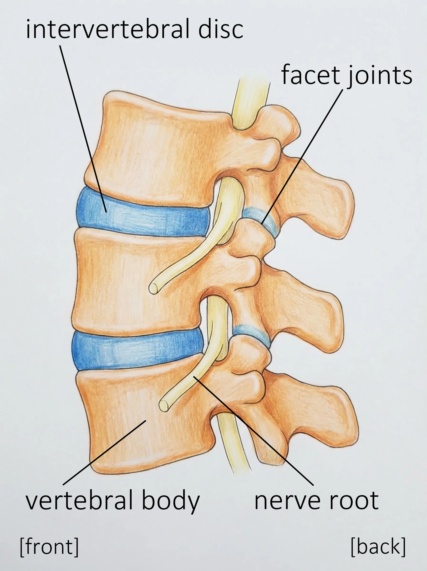Lateral view of the lumbar spine showing intervertebral discs, facet joints, vertebral bodies, and nerve roots
